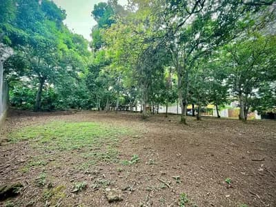 Lote abejorral